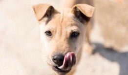 视频爆料狗狗吃屎图片搞笑