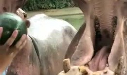 河马最新爆料,娱乐圈最新重磅爆料大起底