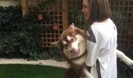 网红小狗的烦心事黑料吃瓜