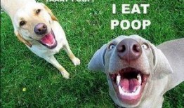 视频爆料狗狗吃屎图片搞笑