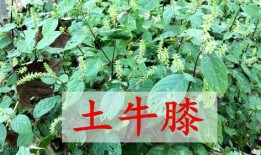 虎刺拳爆料视频在线观看,独家揭秘武术界幕后风云