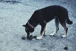 视频爆料狗狗吃屎图片搞笑