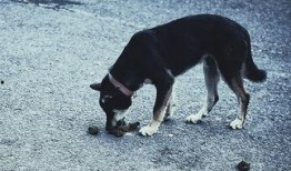 视频爆料狗狗吃屎图片搞笑