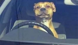 网红小狗的烦心事黑料吃瓜