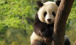 戴熊猫头套爆料娱乐圈,娱乐圈幕后故事大曝光