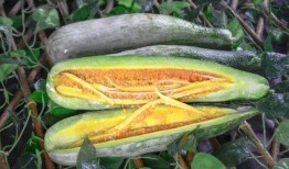 八卦吃瓜微网红,揭秘网络红人的幕后故事