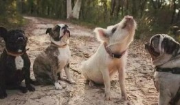 网红小狗的烦心事黑料吃瓜