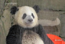 戴熊猫头套爆料娱乐圈,娱乐圈幕后故事大曝光