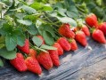草莓农药爆料视频大全最新,最新爆料视频大全深度解析