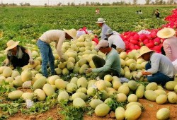 新疆吃瓜网红叫什么来着,揭秘瓜界风云