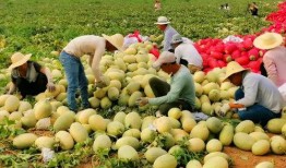 新疆吃瓜网红叫什么来着,揭秘瓜界风云