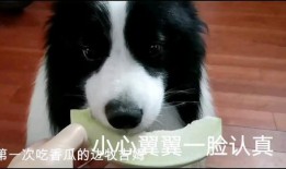 娱乐吃瓜酱边牧,娱乐吃瓜酱与边牧的欢乐日常